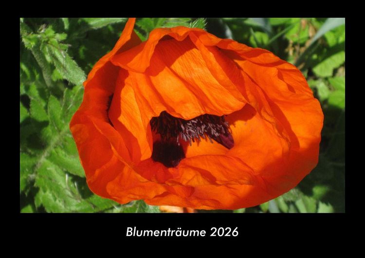 Produktbild: Blumentr&auml;ume 2026 Fotokalender DIN A3