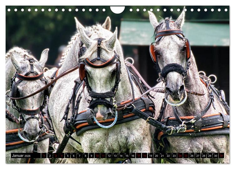 Produktbild: Fahrpferde in Aktion (Wandkalender 2026 DIN A4 quer), CALVENDO Monatskalender