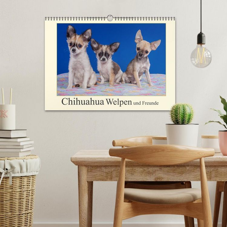 Produktbild: Chihuahua Welpen und Freunde (Wandkalender 2026 DIN A3 quer), CALVENDO Monatskalender