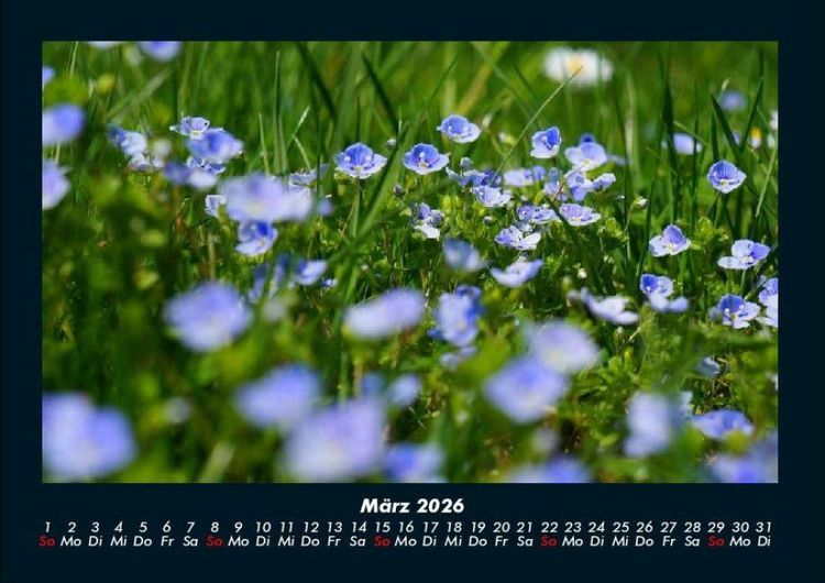 Produktbild: Blumenkalender 2026 Fotokalender DIN A4