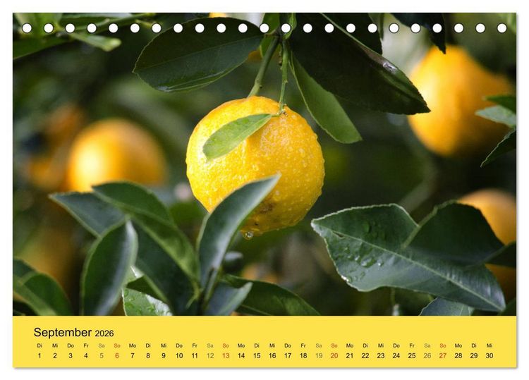 Produktbild: Gibt das Leben dir Zitronen, frag nach Zucker und Gew&uuml;rzen! (Tischkalender 2026 DIN A5 quer), CALVENDO Monatskalender