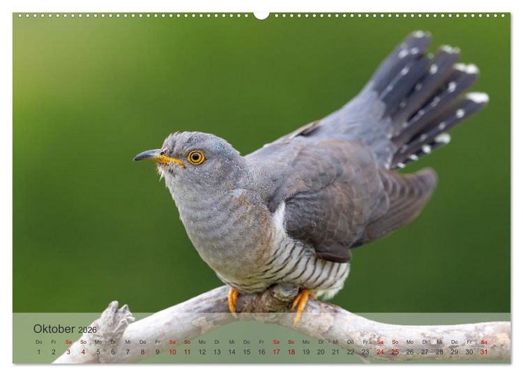 Produktbild: Fantastische Vogelwelt Slowenien (Wandkalender 2026 DIN A2 quer), CALVENDO Monatskalender