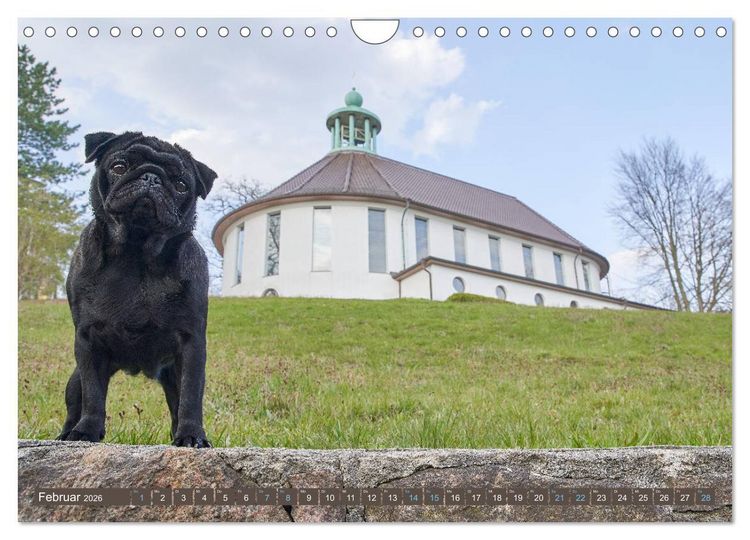 Produktbild: Reinbek mopsfidel (Wandkalender 2026 DIN A4 quer), CALVENDO Monatskalender