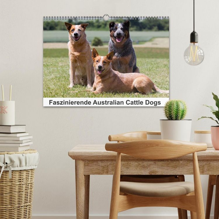 Produktbild: Faszinierende Australian Cattle Dogs (Wandkalender 2026 DIN A3 quer), CALVENDO Monatskalender