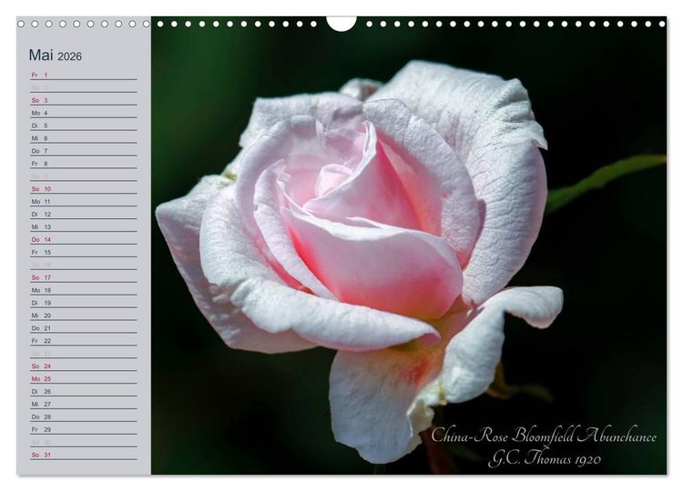 Produktbild: Kurf&uuml;rstliche Rosen Eltville am Rhein (Wandkalender 2026 DIN A3 quer), CALVENDO Monatskalender