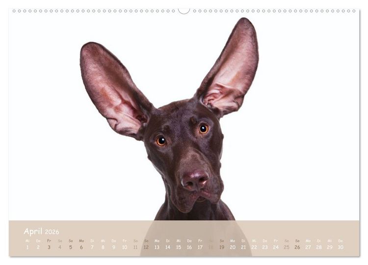 Produktbild: SCHLAPPOHREN (hochwertiger Premium Wandkalender 2026 DIN A2 quer), Kunstdruck in Hochglanz