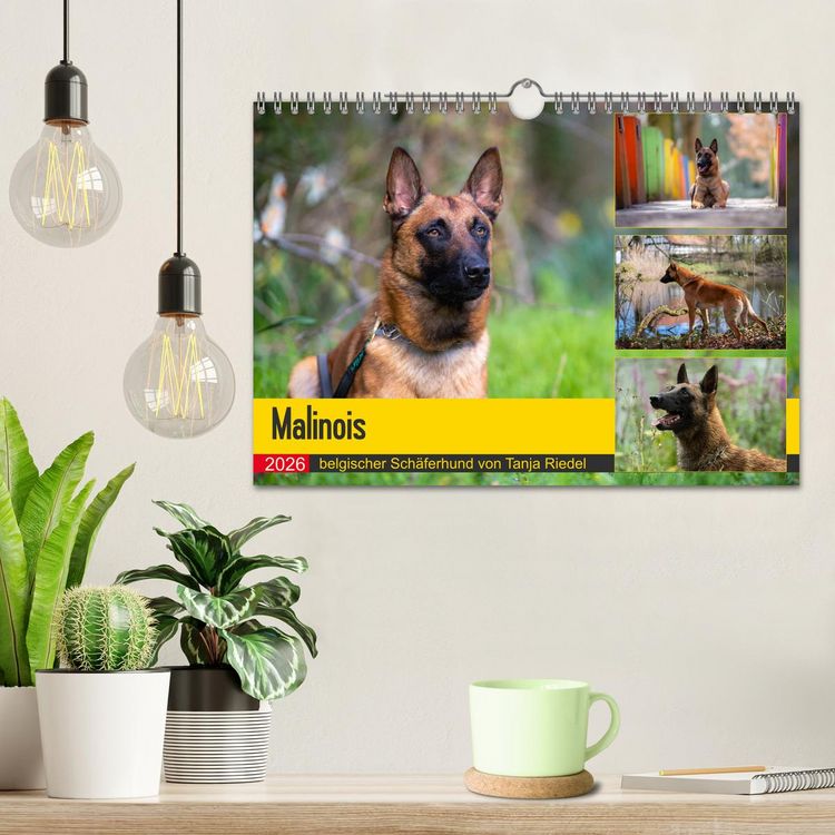 Produktbild: Malinois - belgischer Sch&auml;ferhund (Wandkalender 2026 DIN A4 quer), CALVENDO Monatskalender