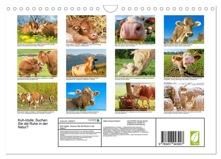 Produktbild: Kuh-Idylle: Suchen Sie die Ruhe in der Natur? (Wandkalender 2026 DIN A4 quer), CALVENDO Monatskalender