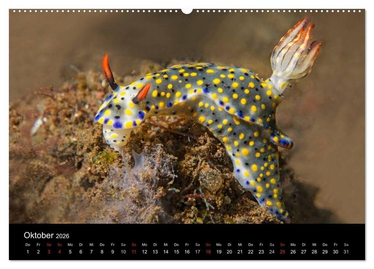 Produktbild: Unterwasserwelt Nacktschnecken (hochwertiger Premium Wandkalender 2026 DIN A2 quer), Kunstdruck in Hochglanz