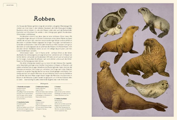 Produktbild: Das Museum des Meeres