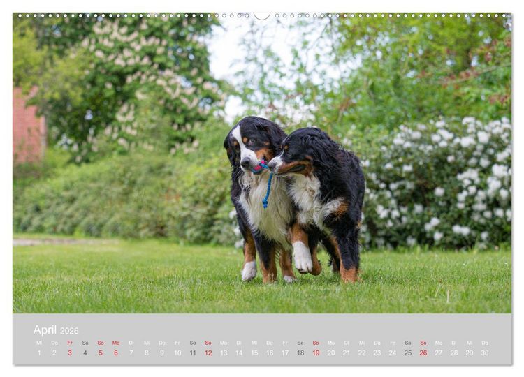 Produktbild: Liebling BERNER SENNENHUND (hochwertiger Premium Wandkalender 2026 DIN A2 quer), Kunstdruck in Hochglanz