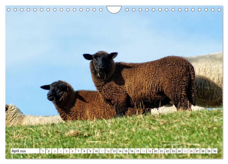 Produktbild: Leer - Ostfriesische Impressionen 2026 (Wandkalender 2026 DIN A4 quer), CALVENDO Monatskalender