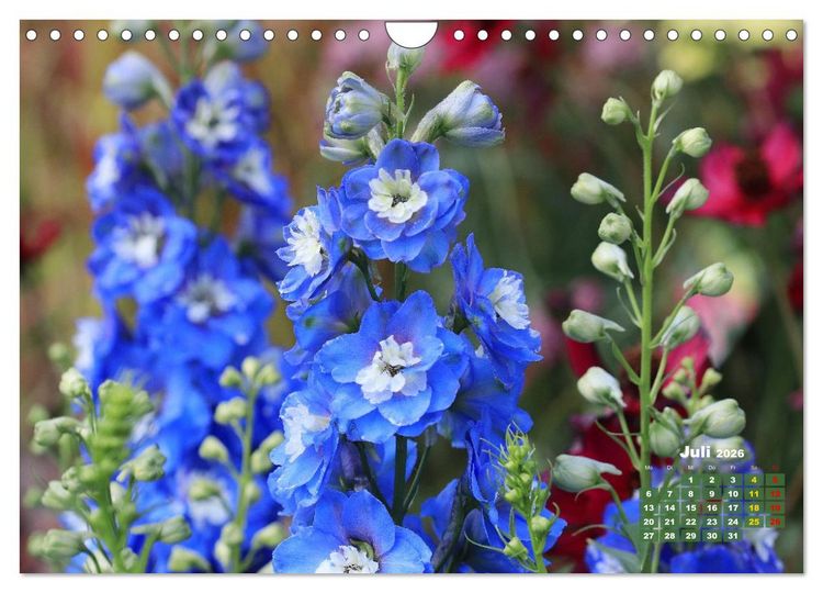 Produktbild: Sommerliche Bl&uuml;tentr&auml;ume (Wandkalender 2026 DIN A4 quer), CALVENDO Monatskalender