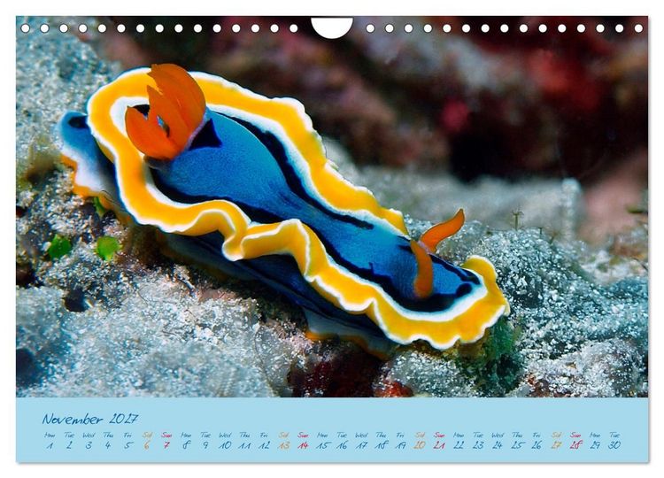 Produktbild: Sea Slugs - Little Wonders - Pure Beauties (Wall Calendar 2027 DIN A4 landscape), CALVENDO 12 Month Wall Calendar