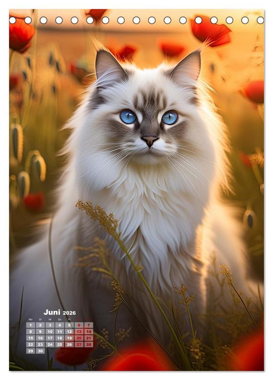Produktbild: Pfotenabenteuer - Ragdolls in der Natur (Tischkalender 2026 DIN A5 hoch), CALVENDO Monatskalender
