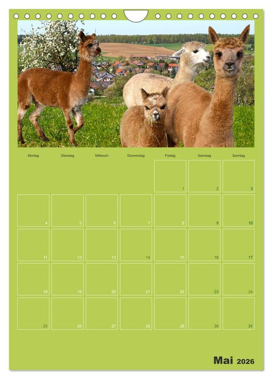 Produktbild: Alpakas zum Verlieben (Wandkalender 2026 DIN A4 hoch), CALVENDO Monatskalender