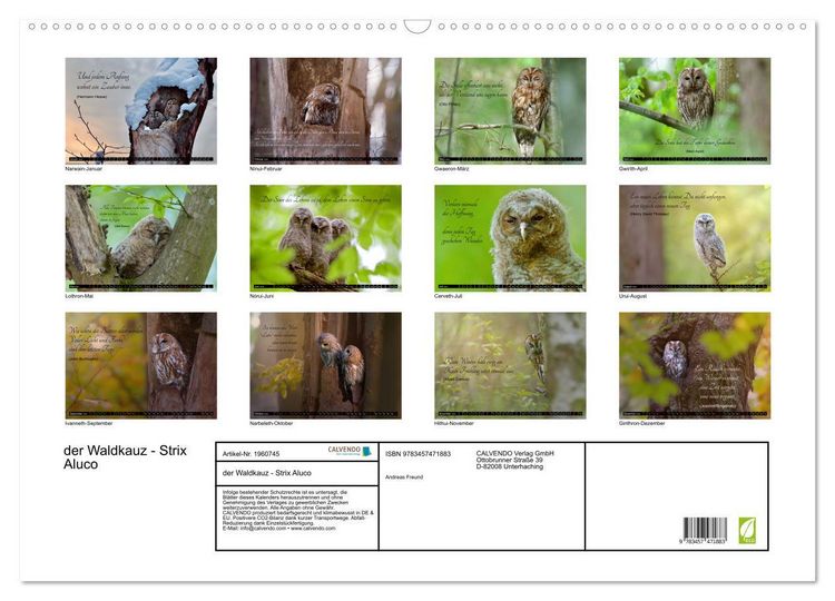 Produktbild: der Waldkauz - Strix Aluco (Wandkalender 2026 DIN A2 quer), CALVENDO Monatskalender