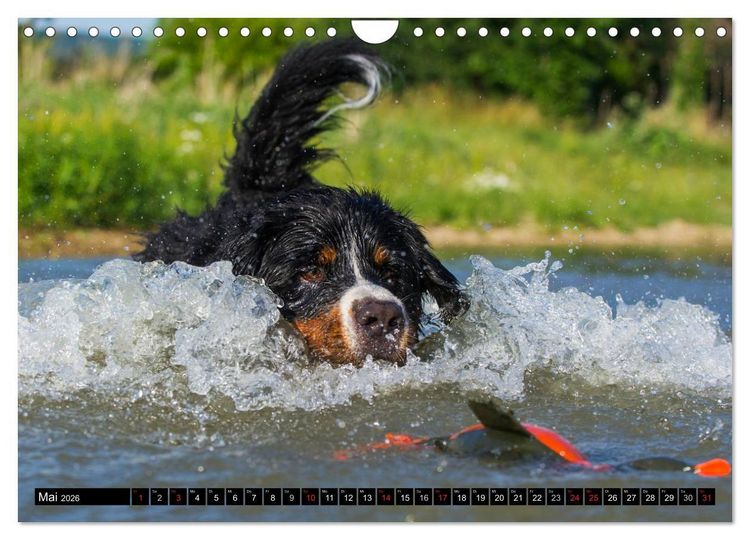 Produktbild: Berner Sennenhunde in Action (Wandkalender 2026 DIN A4 quer), CALVENDO Monatskalender