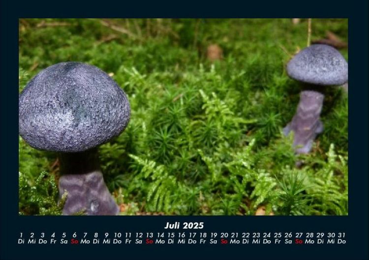 Produktbild: Pilzkalender 2025 Fotokalender DIN A4