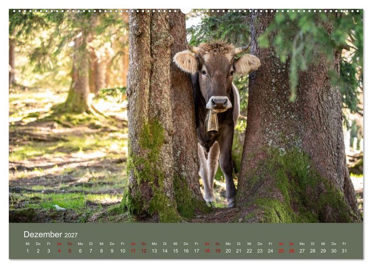 Produktbild: Allg&auml;uer Rindvieh 2027 (hochwertiger Premium Wandkalender 2027 DIN A2 quer), Kunstdruck in Hochglanz