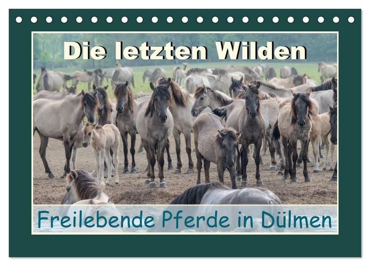 Produktbild: Die letzten Wilden - freilebende Pferde in D&uuml;lmen (Tischkalender 2027 DIN A5 quer), CALVENDO Monatskalender