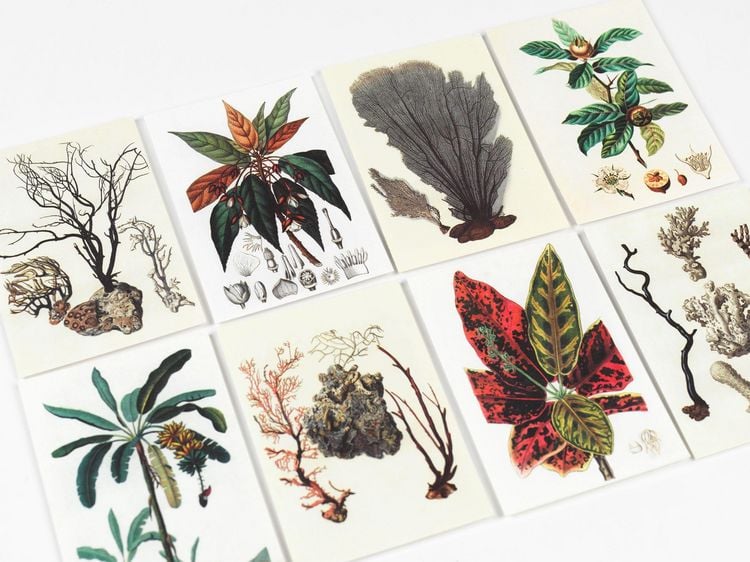 Produktbild: Natural History