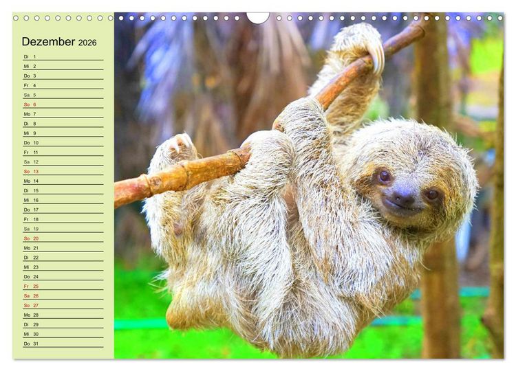 Produktbild: Der Faultier-Planer f&uuml;r mehr Ruhe und Gem&uuml;tlichkeit! (Wandkalender 2026 DIN A3 quer), CALVENDO Monatskalender