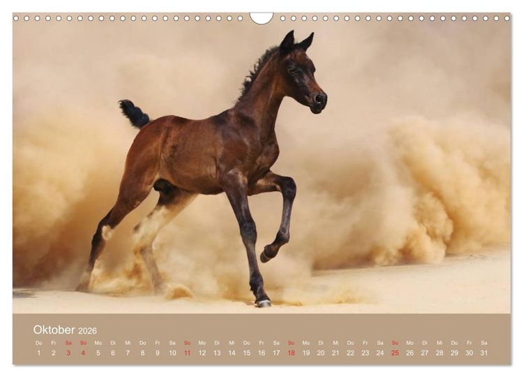 Produktbild: Pferde &bull; Araber im W&uuml;stensand (Wandkalender 2026 DIN A3 quer), CALVENDO Monatskalender