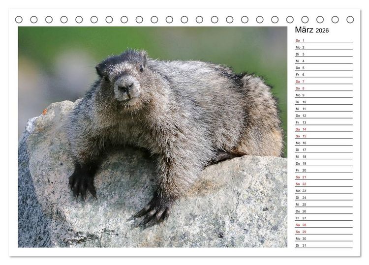 Produktbild: Murmeltiere in Nordamerika (Tischkalender 2026 DIN A5 quer), CALVENDO Monatskalender
