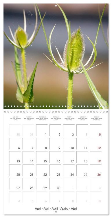 Produktbild: Herbal Haven. Enchanting Healing Plants (Wall Calendar 2026 12 &times; 12 Inch) CALVENDO 12 Month Wall Calendar