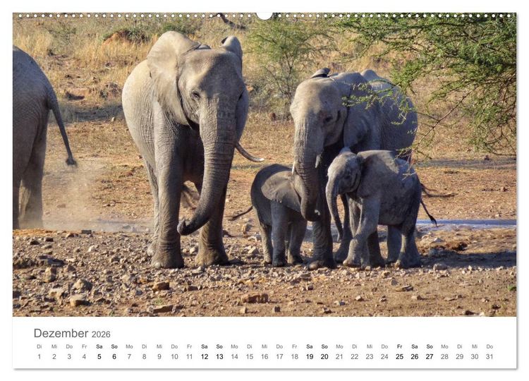 Produktbild: Afrika - Tiere im Kr&uuml;ger Nationalpark (hochwertiger Premium Wandkalender 2026 DIN A2 quer), Kunstdruck in Hochglanz