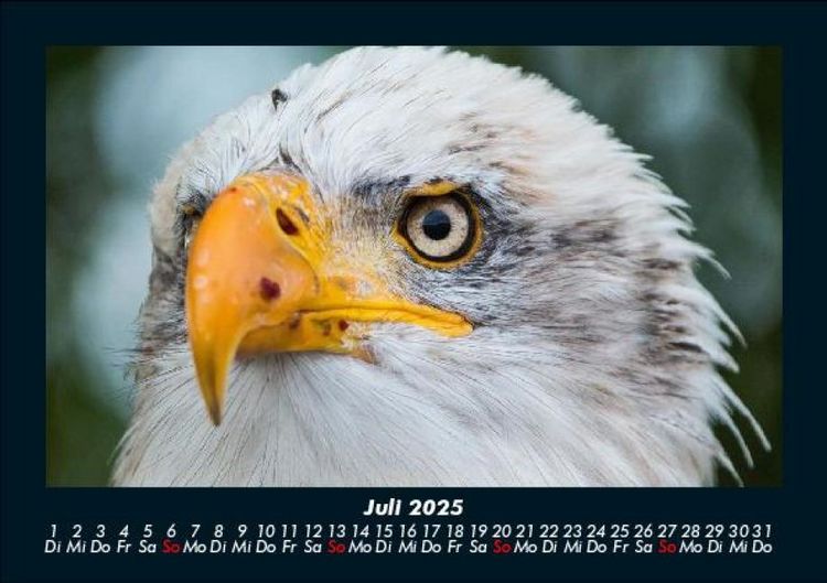 Produktbild: Welt der V&ouml;gel 2025 Fotokalender DIN A5
