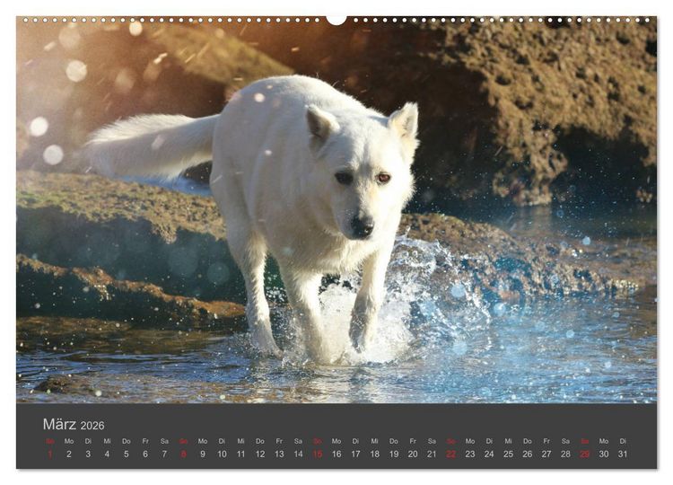 Produktbild: HUNDE LEBEN IST BUNT (Wandkalender 2026 DIN A2 quer), CALVENDO Monatskalender