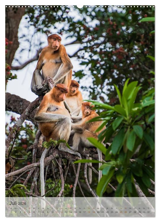 Produktbild: BORNEO Bedrohtes Paradies (Wandkalender 2026 DIN A2 hoch), CALVENDO Monatskalender