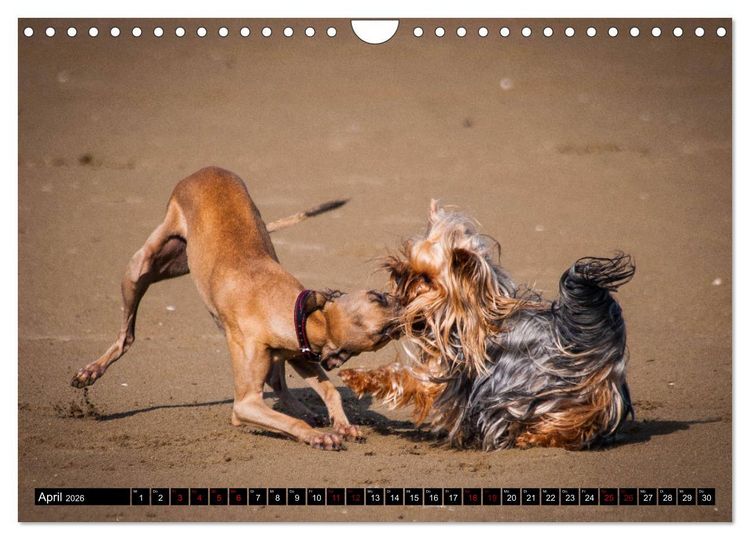 Produktbild: Windhunde - eine Leidenschaft (Wandkalender 2026 DIN A4 quer), CALVENDO Monatskalender