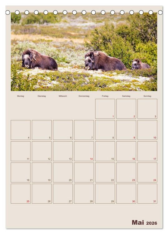 Produktbild: Moschusochsen - Norwegens gem&uuml;tliche Riesen (Tischkalender 2026 DIN A5 hoch), CALVENDO Monatskalender