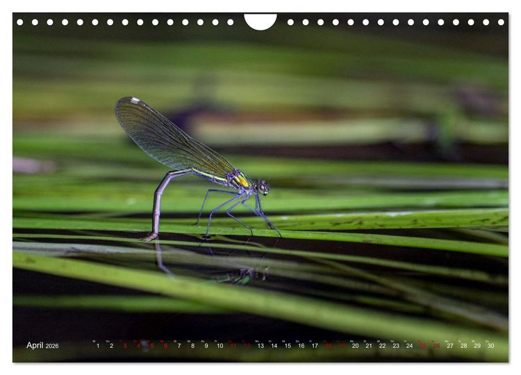 Produktbild: Naturwunder Libellen (Wandkalender 2026 DIN A4 quer), CALVENDO Monatskalender