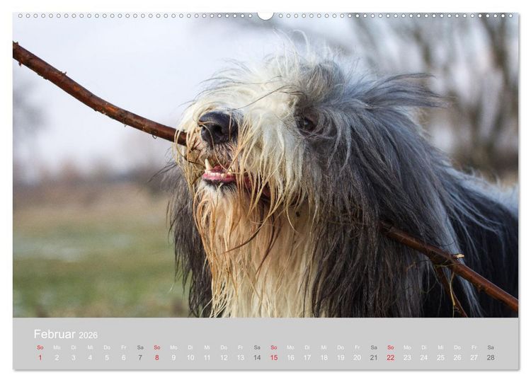 Produktbild: BEARDED COLLIES 2026 (hochwertiger Premium Wandkalender 2026 DIN A2 quer), Kunstdruck in Hochglanz