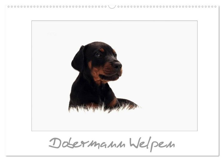 Produktbild: Dobermann Welpen (Wandkalender 2026 DIN A2 quer), CALVENDO Monatskalender