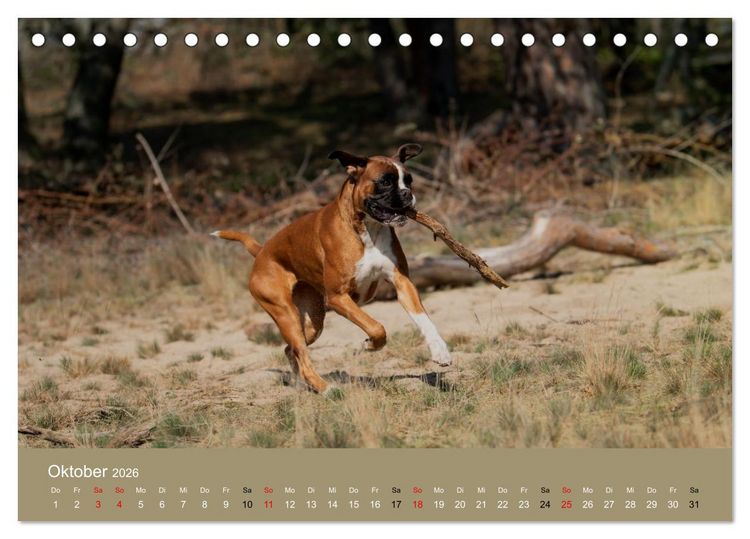 Produktbild: Boxer - charmante Herzensbrecher (Tischkalender 2026 DIN A5 quer), CALVENDO Monatskalender