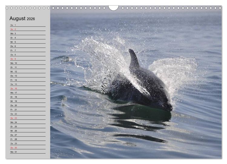Produktbild: Delfine und Wale (Wandkalender 2026 DIN A3 quer), CALVENDO Monatskalender