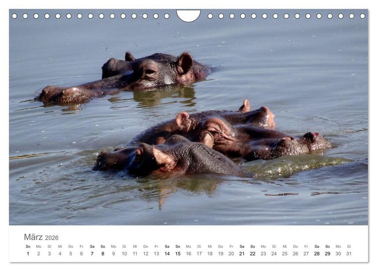 Produktbild: Afrika - Tiere im Kr&uuml;ger Nationalpark (Wandkalender 2026 DIN A4 quer), CALVENDO Monatskalender