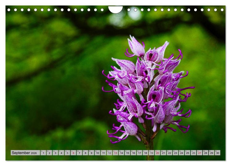 Produktbild: Orchideenwiese 2026 (Wandkalender 2026 DIN A4 quer), CALVENDO Monatskalender