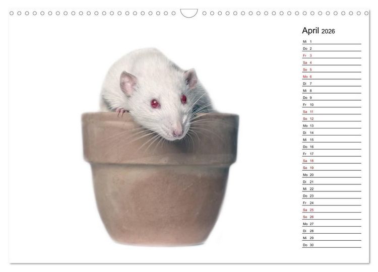 Produktbild: Ratten. Kleine Nager, gro&szlig;es Herz. (Wandkalender 2026 DIN A3 quer), CALVENDO Monatskalender