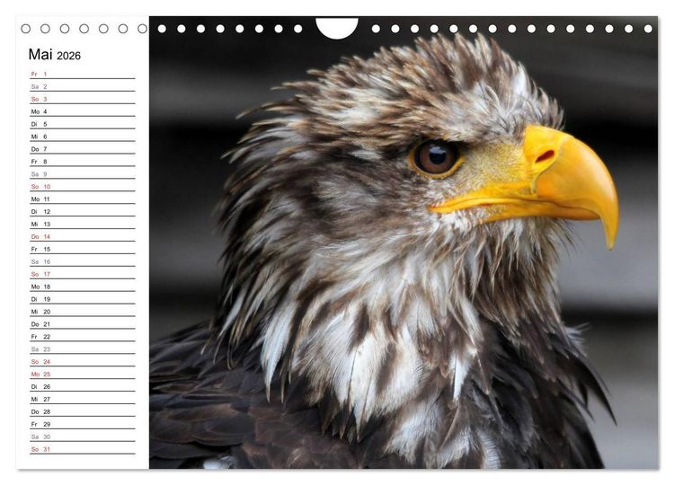 Produktbild: Greifv&ouml;gel, Eulen und K&auml;uze (Wandkalender 2026 DIN A4 quer), CALVENDO Monatskalender