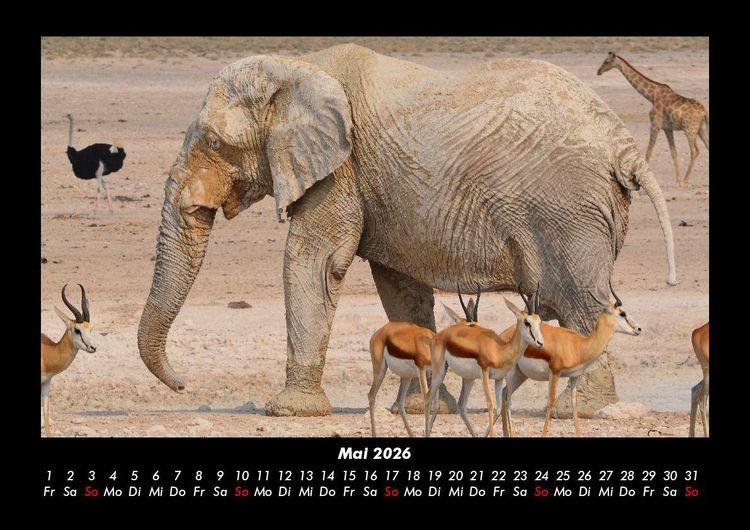 Produktbild: Der Elefantenkalender 2026 Fotokalender DIN A3