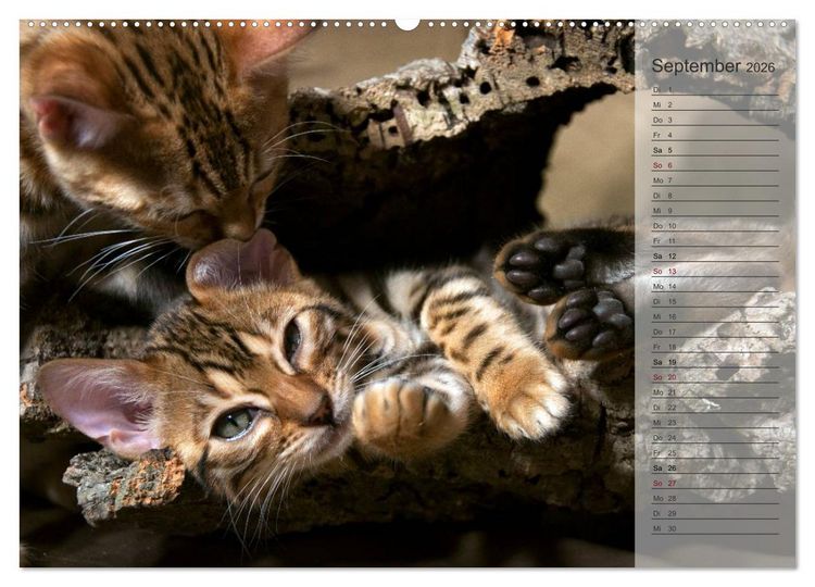 Produktbild: Die Bengalkatze. Edition Jungtiere (hochwertiger Premium Wandkalender 2026 DIN A2 quer), Kunstdruck in Hochglanz
