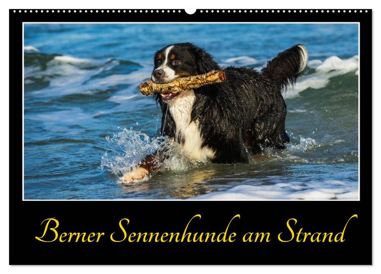 Produktbild: Berner Sennenhunde am Strand (Wandkalender 2026 DIN A2 quer), CALVENDO Monatskalender