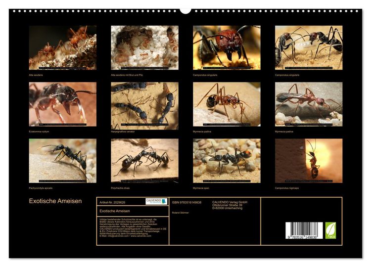Produktbild: Exotische Ameisen (hochwertiger Premium Wandkalender 2026 DIN A2 quer), Kunstdruck in Hochglanz