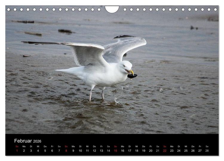 Produktbild: Spontane Fotografie - M&ouml;wen (Wandkalender 2026 DIN A4 quer), CALVENDO Monatskalender